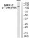 Fibroblast Growth Factor Receptor 1 antibody, PA5-37816, Invitrogen Antibodies, Western Blot image 