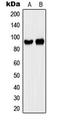 CD44 antibody, LS-C353979, Lifespan Biosciences, Western Blot image 