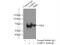GA Binding Protein Transcription Factor Subunit Alpha antibody, 21542-1-AP, Proteintech Group, Immunoprecipitation image 