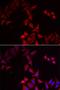 Pterin-4 Alpha-Carbinolamine Dehydratase 1 antibody, orb247409, Biorbyt, Immunofluorescence image 