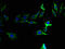 F2 antibody, A58990-100, Epigentek, Immunofluorescence image 