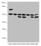 Kinetochore protein Nuf2 antibody, LS-C676195, Lifespan Biosciences, Western Blot image 