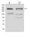 Mucin 6, Oligomeric Mucus/Gel-Forming antibody, A02143, Boster Biological Technology, Western Blot image 