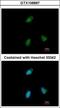 Clusterin-associated protein 1 antibody, GTX106897, GeneTex, Immunofluorescence image 