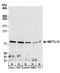 EEF1A Lysine And N-Terminal Methyltransferase antibody, A304-195A, Bethyl Labs, Western Blot image 