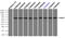 Nuclear Receptor Binding Protein 1 antibody, TA500451, Origene, Immunoprecipitation image 