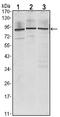 KOC antibody, AM06543SU-N, Origene, Western Blot image 