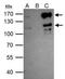 SET Domain Bifurcated Histone Lysine Methyltransferase 2 antibody, GTX116932, GeneTex, Immunoprecipitation image 
