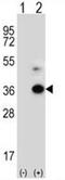 Angiopoietin-related protein 7 antibody, AP50179PU-N, Origene, Western Blot image 