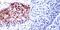 Histone Deacetylase 2 antibody, PA1-861, Invitrogen Antibodies, Immunohistochemistry frozen image 