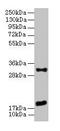 Epithelial Membrane Protein 3 antibody, LS-C396314, Lifespan Biosciences, Western Blot image 