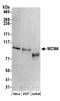 Minichromosome Maintenance Complex Component 4 antibody, A300-125A, Bethyl Labs, Western Blot image 