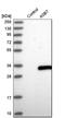 Ankyrin Repeat And SOCS Box Containing 7 antibody, HPA003300, Atlas Antibodies, Western Blot image 