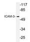 ICAM-5 antibody, AP20212PU-N, Origene, Western Blot image 