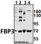 Far Upstream Element Binding Protein 3 antibody, A08695-1, Boster Biological Technology, Western Blot image 
