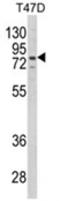 Leukotriene A4 Hydrolase antibody, AP18103PU-N, Origene, Western Blot image 