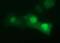 Cell division cycle protein 123 homolog antibody, MA5-26191, Invitrogen Antibodies, Immunocytochemistry image 