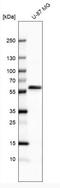 Cysteinyl-TRNA Synthetase 2, Mitochondrial antibody, NBP2-32597, Novus Biologicals, Western Blot image 