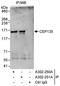 Centrosomal Protein 135 antibody, A302-251A, Bethyl Labs, Immunoprecipitation image 