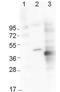 BPI Fold Containing Family B Member 3 antibody, orb107545, Biorbyt, Western Blot image 