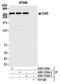CAD protein antibody, A301-374A, Bethyl Labs, Immunoprecipitation image 