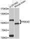 cAMP-specific 3 ,5 -cyclic phosphodiesterase 4D antibody, MBS127935, MyBioSource, Western Blot image 