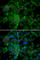 C-C Motif Chemokine Ligand 2 antibody, A7277, ABclonal Technology, Immunofluorescence image 