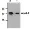 Apolipoprotein A1 antibody, GTX59669, GeneTex, Western Blot image 