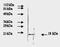 Fibroblast Growth Factor 2 antibody, AM09157PU-N, Origene, Western Blot image 