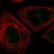 Ring Finger Protein 6 antibody, HPA040048, Atlas Antibodies, Immunofluorescence image 