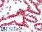 Structural Maintenance Of Chromosomes 1A antibody, LS-B11277, Lifespan Biosciences, Immunohistochemistry paraffin image 