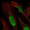 Replication Protein A2 antibody, HPA026309, Atlas Antibodies, Immunofluorescence image 