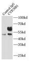 Cytochrome P450 Family 26 Subfamily B Member 1 antibody, FNab02152, FineTest, Immunoprecipitation image 