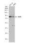 SH2B adapter protein 1 antibody, NBP2-43830, Novus Biologicals, Western Blot image 