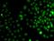 Transcriptional Repressor GATA Binding 1 antibody, orb373733, Biorbyt, Immunofluorescence image 