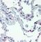 CD93 Molecule antibody, 14-0939-82, Invitrogen Antibodies, Immunohistochemistry frozen image 