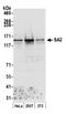 Cohesin subunit SA-2 antibody, A300-159A, Bethyl Labs, Western Blot image 
