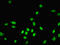 Endosulfine Alpha antibody, LS-C211054, Lifespan Biosciences, Immunofluorescence image 