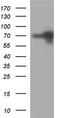ENAH Actin Regulator antibody, TA590490, Origene, Western Blot image 