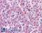 Malectin antibody, LS-A8202, Lifespan Biosciences, Immunohistochemistry paraffin image 