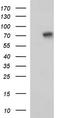 EF-Hand Domain Containing 1 antibody, TA590498, Origene, Western Blot image 