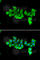 FKBP Prolyl Isomerase 4 antibody, A5643, ABclonal Technology, Immunofluorescence image 