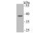 Endonuclease G, mitochondrial antibody, NBP2-75480, Novus Biologicals, Western Blot image 