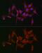 Fascin Actin-Bundling Protein 1 antibody, GTX55616, GeneTex, Immunofluorescence image 