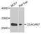 Carcinoembryonic Antigen Related Cell Adhesion Molecule 7 antibody, PA5-76345, Invitrogen Antibodies, Western Blot image 