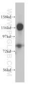 Tripartite Motif Containing 24 antibody, 14208-1-AP, Proteintech Group, Western Blot image 