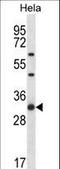 Ribosomal Protein L7 antibody, LS-C162718, Lifespan Biosciences, Western Blot image 