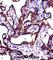 Alkaline Phosphatase, Germ Cell antibody, abx027462, Abbexa, Western Blot image 