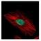 Exosome complex exonuclease RRP43 antibody, NBP2-14953, Novus Biologicals, Immunofluorescence image 