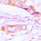 Erk1 antibody, LS-C368618, Lifespan Biosciences, Immunohistochemistry frozen image 